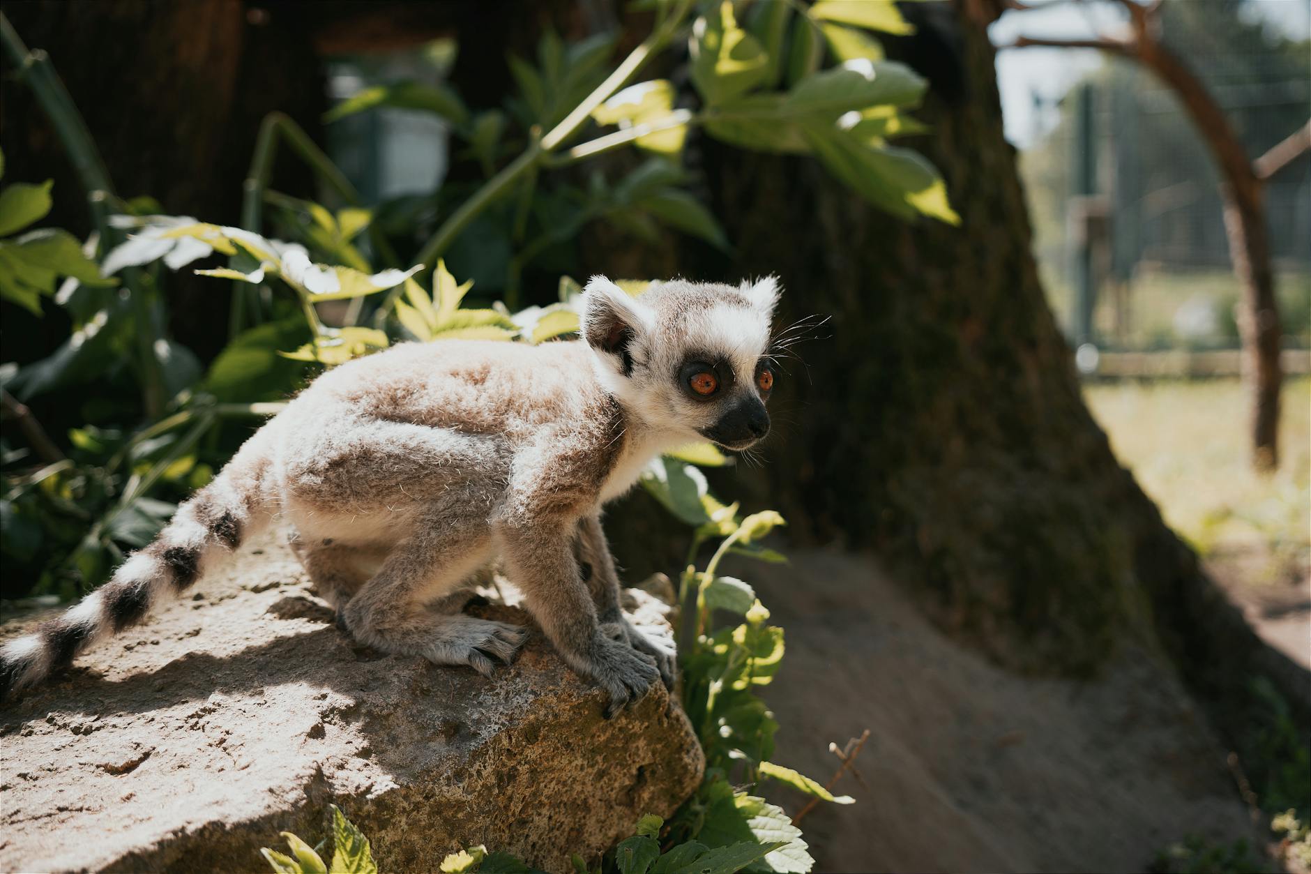 A ring-tailed lemur resting on a rock among foliage outdoors, captured in Hungary.