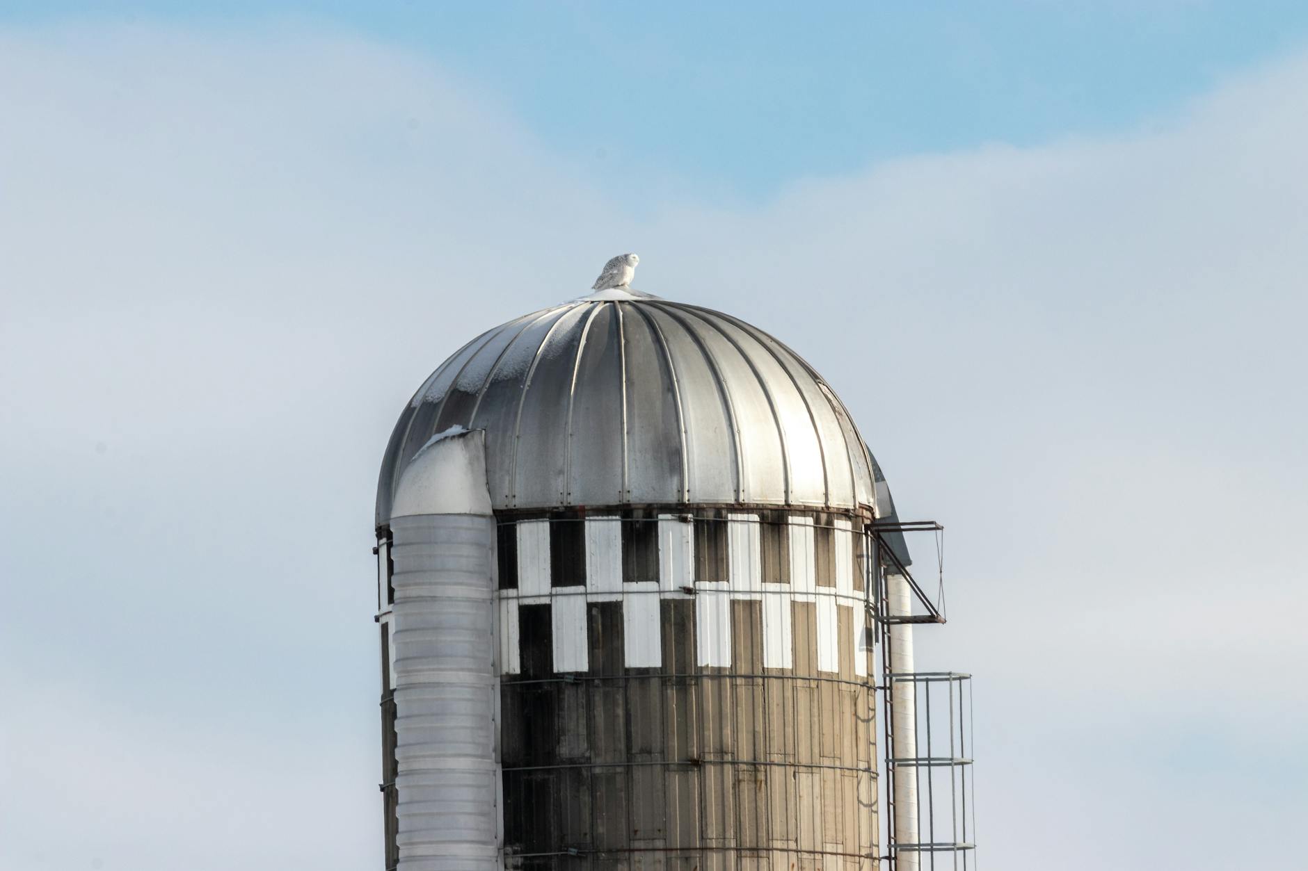 A metal silo with a silver dome stands against a bright blue sky, adorned by a perched bird.